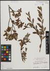 Foto von Salix waldsteiniana Willd.